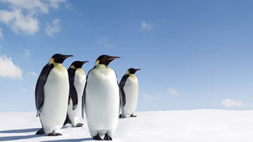 

Фото пингвины арктика 1366x768


