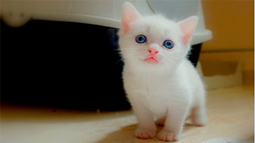 

белый голубоглазый котенок

