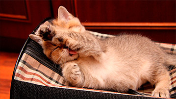

мелкий котик на сумке

