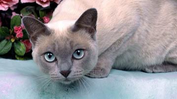 

Обои коты с голубыми глазами

