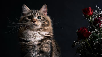 

Картинки коты, пушистый, розы скачать бесплатно обои высокого качества

