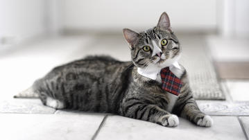

Фото коты, серый, полосатый, галстук

