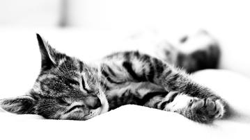 

Фото коты, черно белый, полосатый

