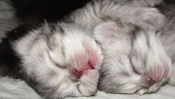

Обои котята 1366x768 новорожденные

