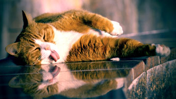 

wallpapers cats

