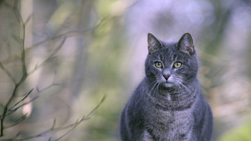 

Качественные обои коты серый толстый

