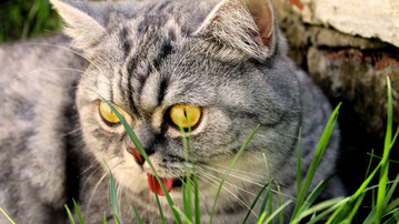 

Качественные обои коты 1366x768 злой трава

