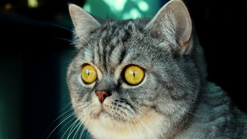 

Качественные обои кошка большие глаза

