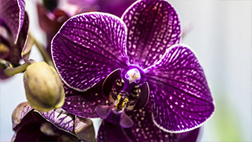 

Фиолетовая орхидея 1366x768

