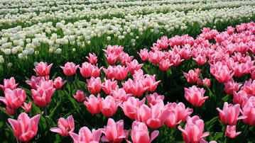 

Картинки цветы, поле, тюльпаны скачать бесплатно обои высокого качества

