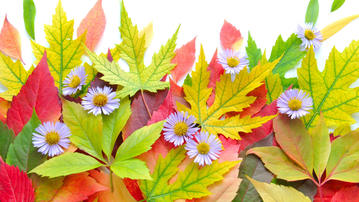 

Фото цветы, гербарий, ромашки, листья

