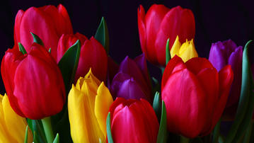 

обои цветы на рабочий стол, тюльпаны

