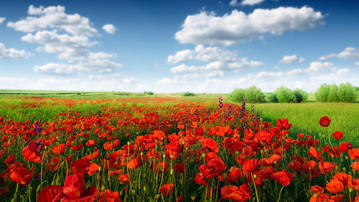 

Красивые фото цветы, поле, Голландия, тюльпаны


