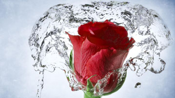

Обои цветы красная роза бутон

