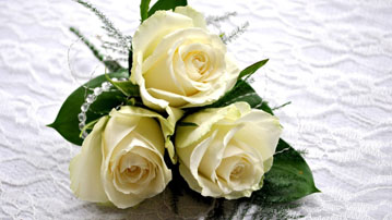

Обои цветы три белые розы

