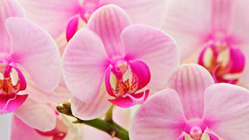 

Обои цветы орхидеи 1366x768

