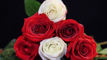 

Обои белые красные розы букет

