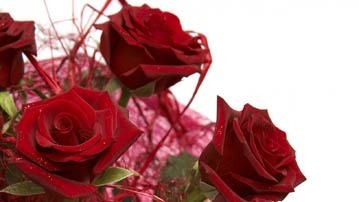 

Фото цветы красные розы 1366x768

