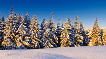 

HD картинки хвойный лес 1366x768, зима

