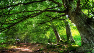 

Фото лес обои лесные пейзажи

