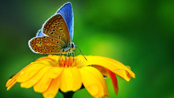 

Красивые фото макро, бабочка, цветок

