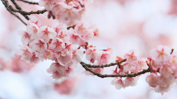 

Широкоформатные HD обои весна, весеннее цветение 1366x768 на рабочий стол скачать бесплатно.

