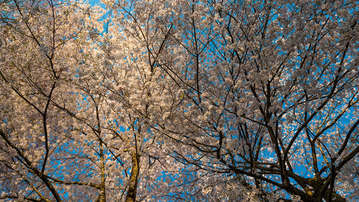 

Обои природа весна небо природа

