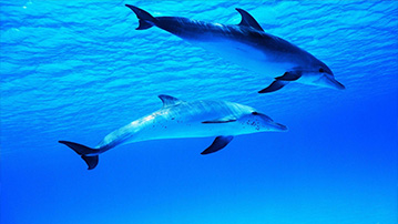 

Подводный мир дельфины 1366x768

