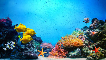 

HD обои экзотические рыбы, кораллы

