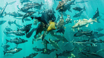 

Фото водный мир, аквалангист, стая рыб

