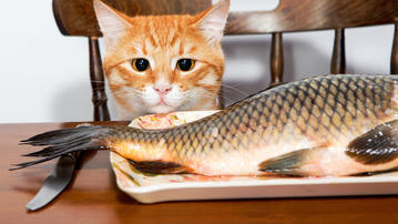 

Картинка еда из рыбы, свежий сазан, кот

