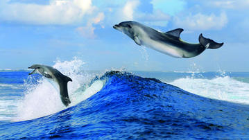

Широкоформатные HD обои рыбы, дельфины 1366x768 на рабочий стол скачать бесплатно.

