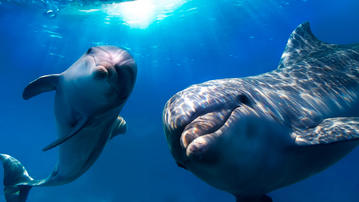 

Обои млекопитающиеся умные дельфины 1366x768


