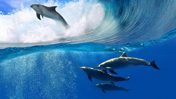 

фото рыбы, дельфины, море, волны

