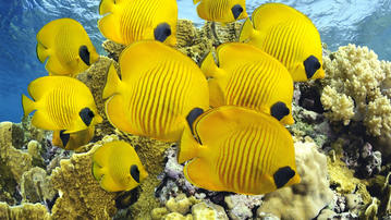 

Качественные картинки желтые рыбки, кораллы

