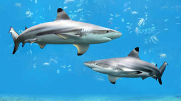 

Обои акулы, качественные фото

