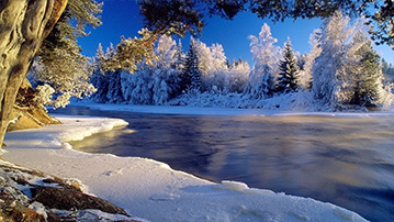 

Картинка зима, фото заснеженный лес 1366x768


