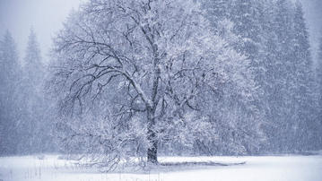 

HD обои зима, одинокое дерево, иней

