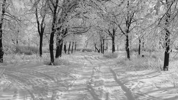 

Заставки зима, картинки заснеженный парк, аллея

