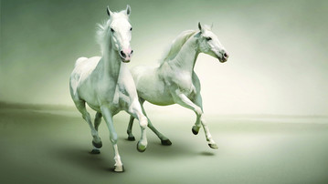

Заставки звери лошади 1440x900

