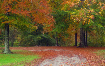

HD обои осень 1440x900, фото осенний лес

