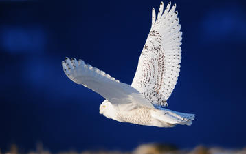

Широкоформатные HD обои птицы белая сова 1440x900 на рабочий стол скачать бесплатно.

