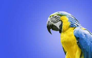 

HD картинки птицы 1440x900, попугай

