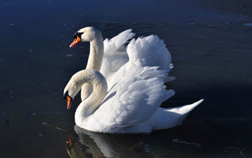 

Обои птицы лебедь пруд 1440x900

