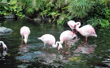 

Обои птицы фламинго 1440x900

