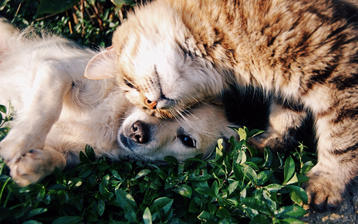 

HD картинки коты 1440x900, собака, любовь

