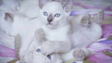 

Обои котята белые голубоглазые

