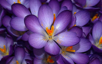 

HD заставки весенние цветы 1440x900

