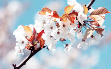 

весенние цветы HD картинки 1440x900

