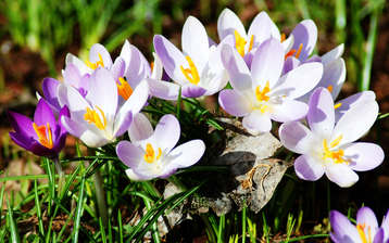 

Весенние цветы HD картинки 1440x900

